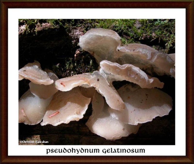 Jelly fungus (Pseudohydnum gelatinosum)