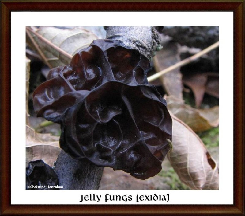 Jelly fungus (Exidia sp.)