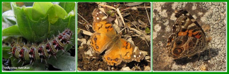 American lady (Vanessa virginiensis)