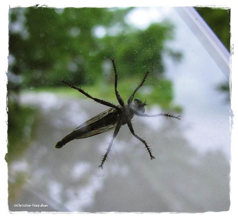 Let me in!  Robber fly (Asilidae)