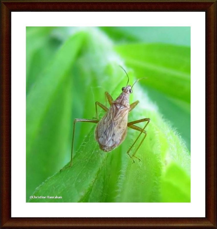 Damsel bug  (Nabis sp.)