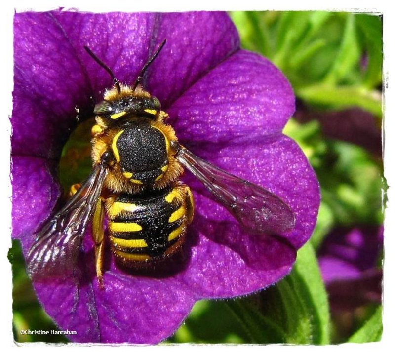 European wool carder bee (Anthidium manicatum)