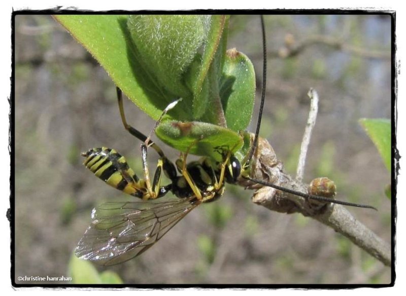 Ichneumonid wasp (Banchus sp.), female