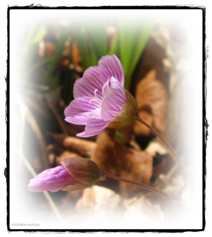 Spring beauty (<em>Claytonia caroliniana</em>)