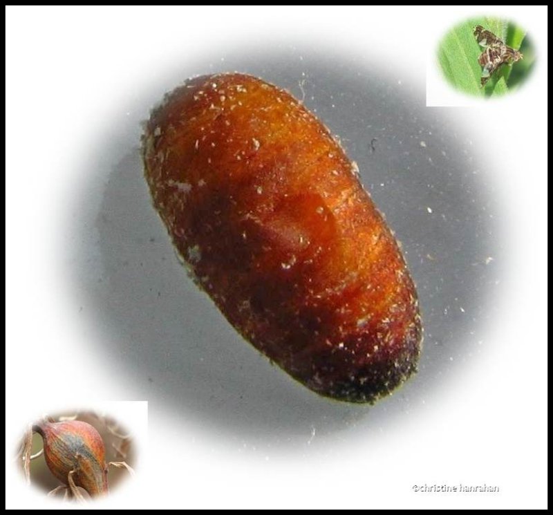 Goldenrod Gall Fly pupal case (Eurosta solidaginis)
