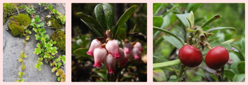 Bearberry (Arctostaphylos-uva-ursi)