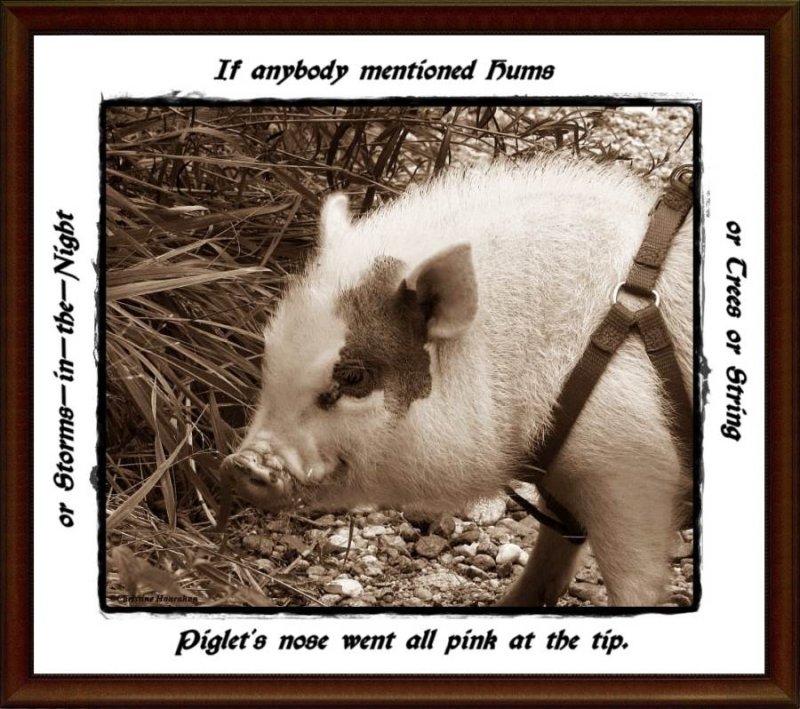 Piglet's nose