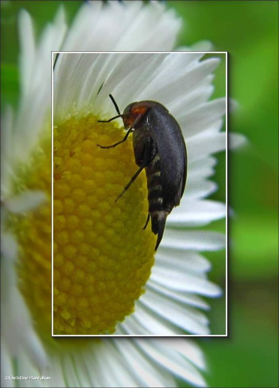 Tumbling flower beetle (Mordesllistena pulchra)