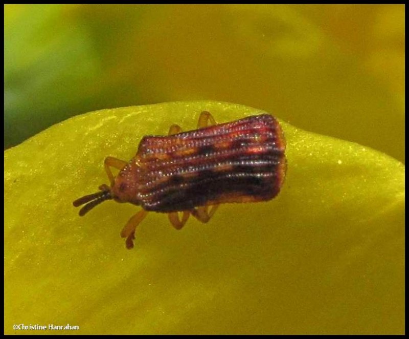 Basswood leaf miner (Baliosus nervosus)