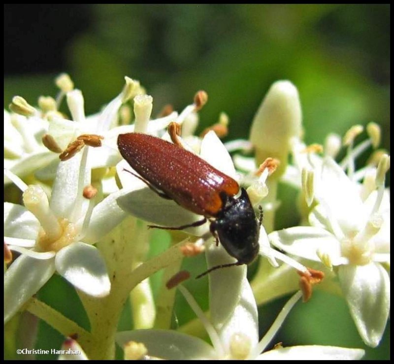 Click beetle (Ampedus apicatus or A. sanguinipennis)