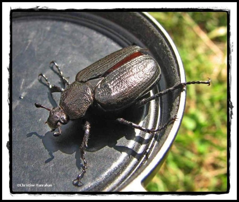 Flower scarab (Osmoderma scabra)