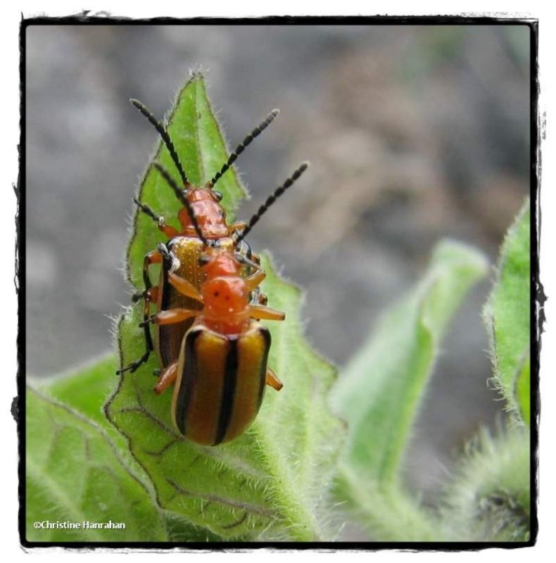 Three-lined potato beetle (Lema)