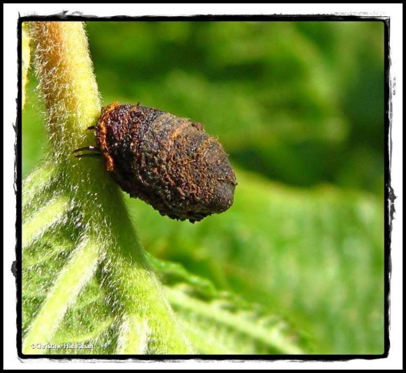 Leaf beetle larval case (Cryptocephalus sp)