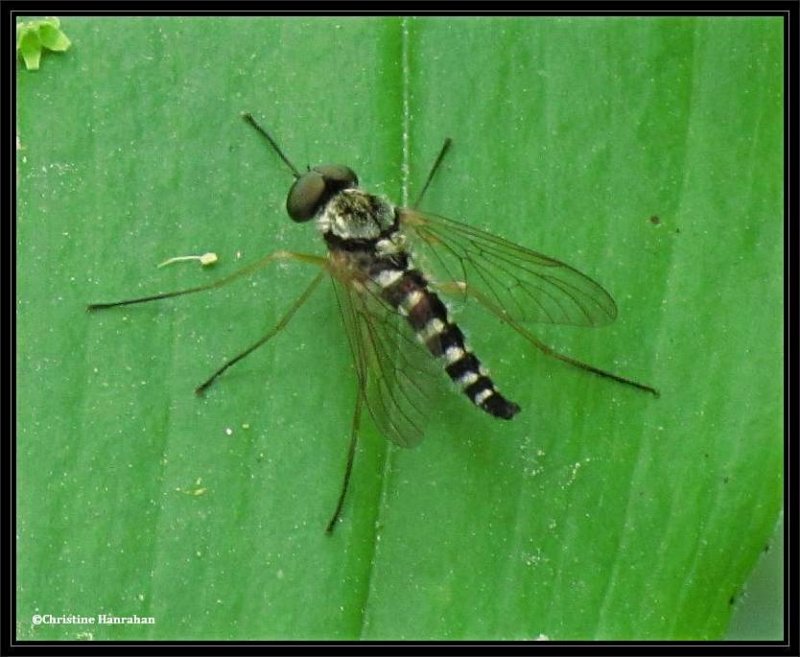 Ornate snipe fly (Chrysopilus ornatus), male