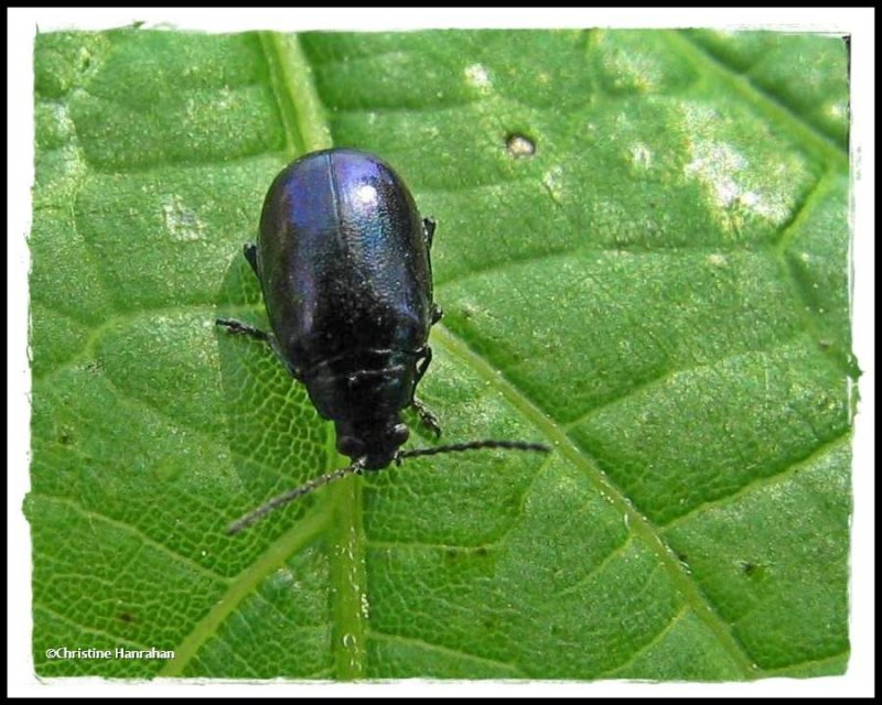 Flea beetle (Altica sp. ?)