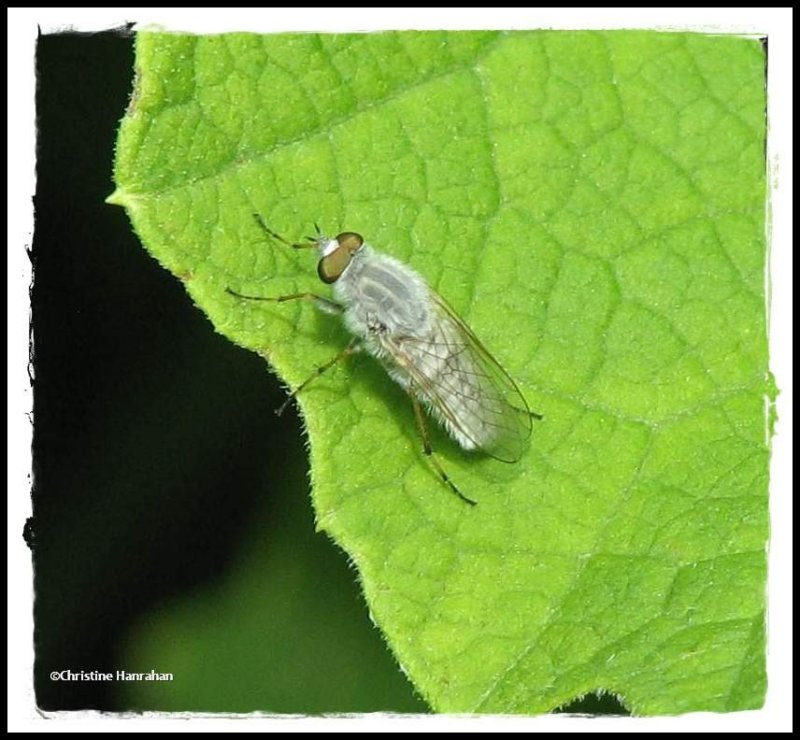 Stiletto fly (Pandivirilia sp.)