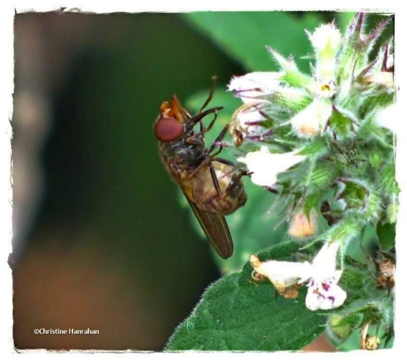 Hover fly (Rhingia sp.)