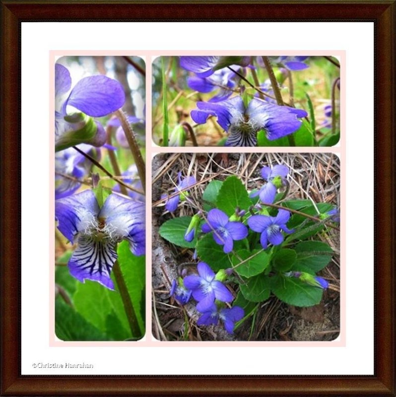 Dog violets (Viola conspersa</em.)