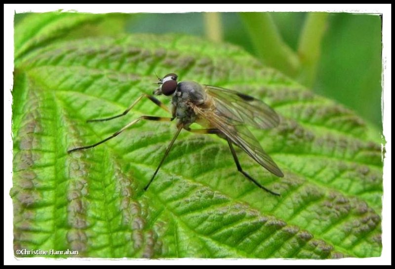 Small Fleck-winged Snipe Fly (Rhagio lineola)