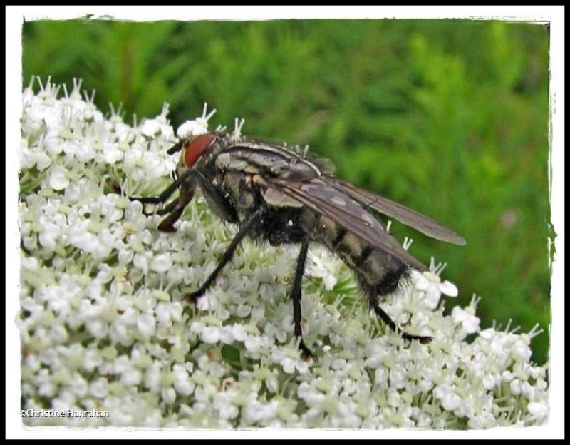 Flesh fly (Sarcophagidae) on Queen Anne's lace