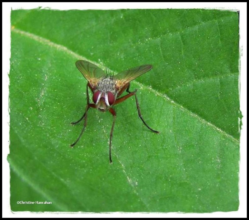 Muscid fly (Muscidae)