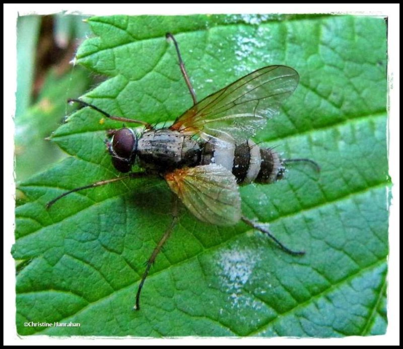 Fly, probably Muscid fly, with Entomophthora fungus