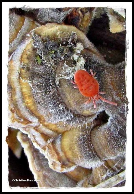 Velvet Mite   (Allothrombium)