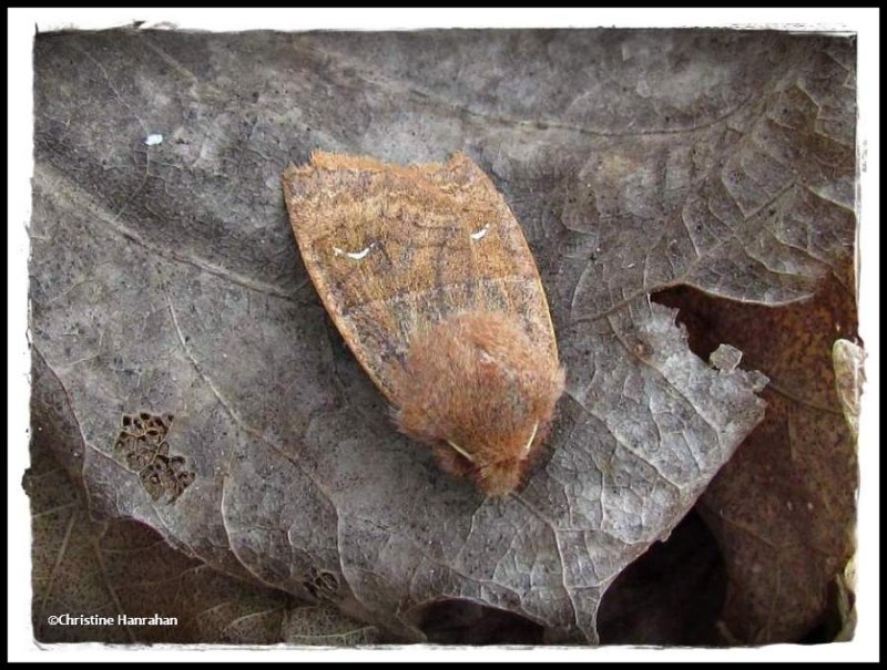 Moth (Eupsilia sp.)
