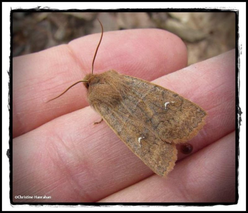 Moth (Eupsilia sp.)
