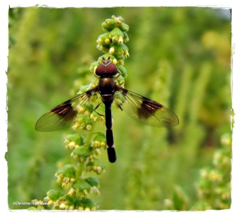 Hover fly (Ocyptamus fascipennis), a mimic of Ichneumonid wasps