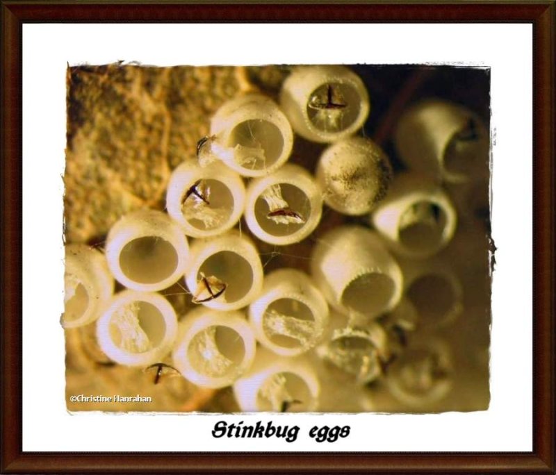 Stinkbug eggs