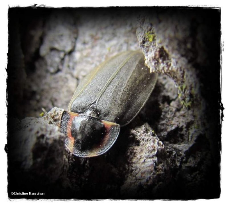 Winter firefly (<em>Ellychnia corrusca</em>)