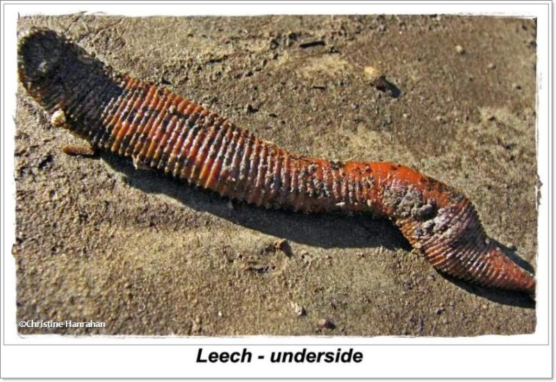 Leech (Macrobdella decora), underside
