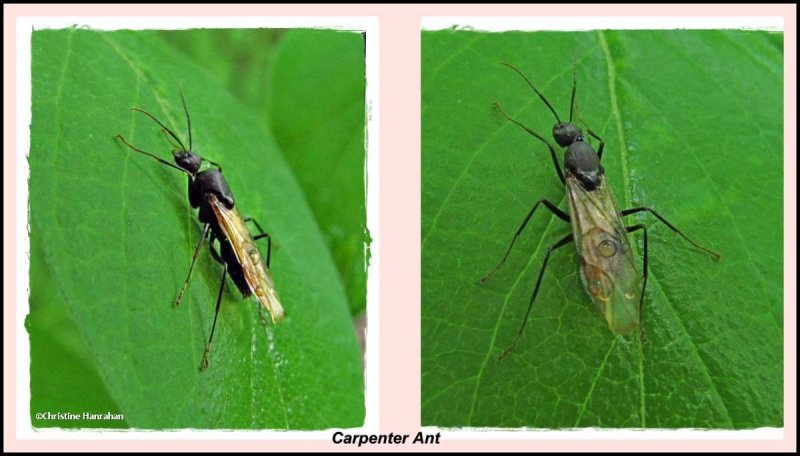 Carpenter ant  (Camponotus ), male