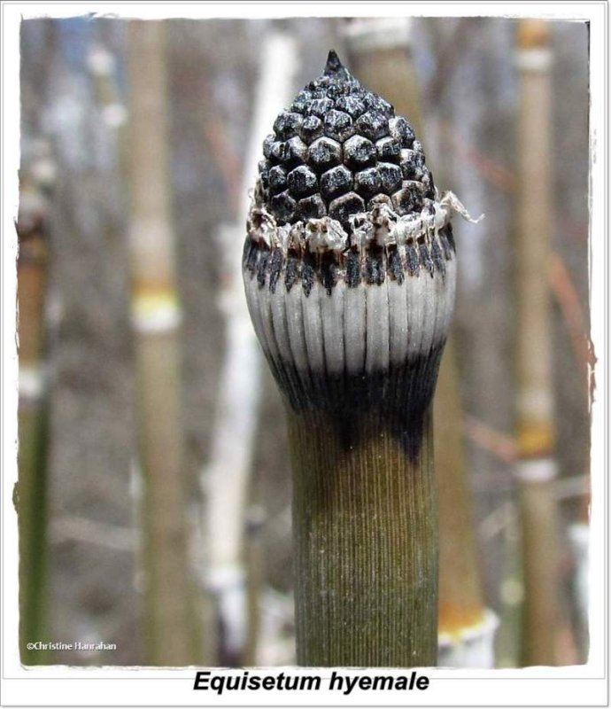 Scouring rush/Horsetail (Equisetum hyemale)