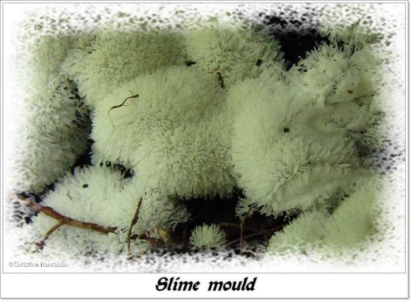 Slime mould (Ceratiomyxa?)