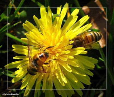 Hover fly and honey bee on dandelion