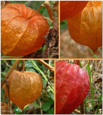 Chinese lanterns