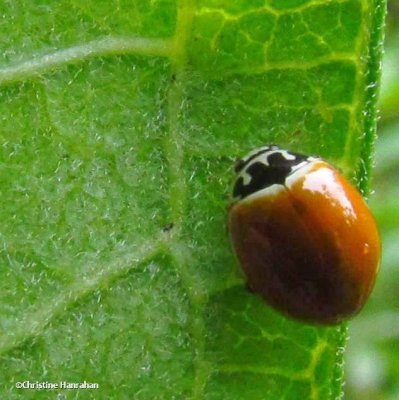 Polished ladybeetle (<em>Cycloneda munda</em>)