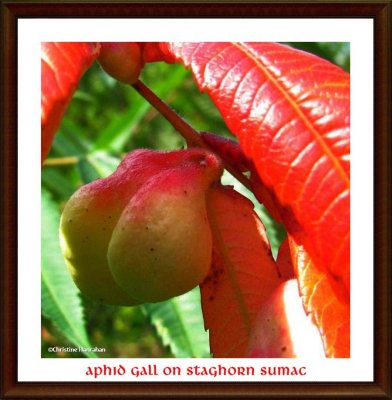 Gall on staghorn sumac made by <em>Melaphis rhois</em> aphids