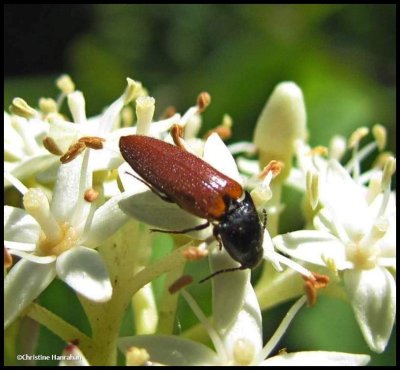 Click beetle (<em>Ampedus apicatus</em> or A. sanguinipennis)