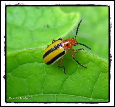Shining Leaf Beetles (Family: Chrysomelidae, Subfamily: Criocerinae)