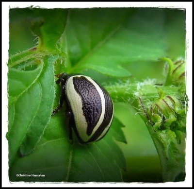 Ragweed beetle (<em>Zygogramma suturalis</em>)