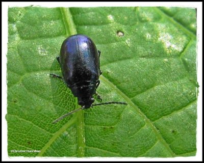Flea beetle (<em>Altica</em> sp. ?)
