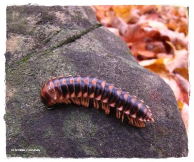 Millipedes and Centipedes (Class: Diplopoda)