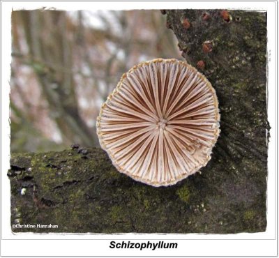 Split-Gill Mushroom (<em>Schizophyllum</em>)