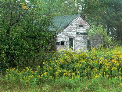 Goldenrod Cabin