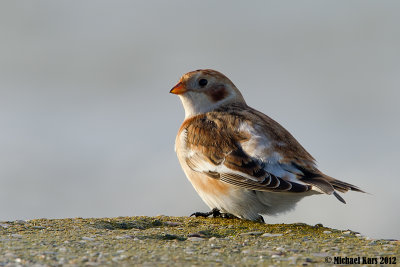 Snow Bunting - Sneeuwgors
