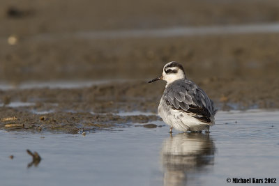 Red Phalarope - Rosse Franjepoot 
