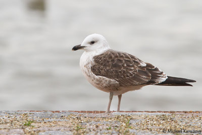 Lesser Black-backed Gull - Kleine Mantelmeeuw - Larus fuscus